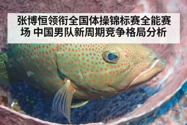 张博恒领衔全国体操锦标赛全能赛场 中国男队新周期竞争格局分析